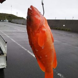 康仁丸・ジギング釣り果